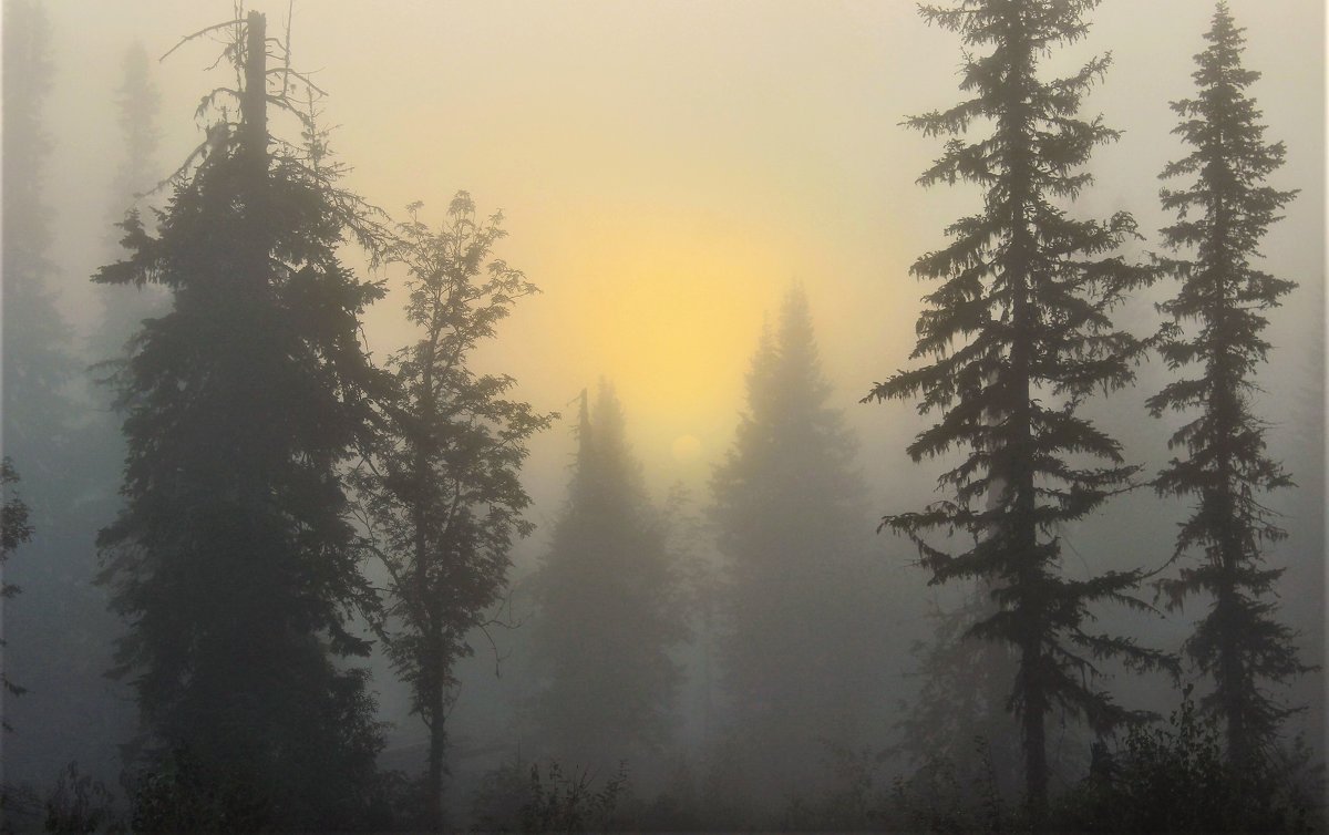 В утреннем тумане - Сергей Чиняев 