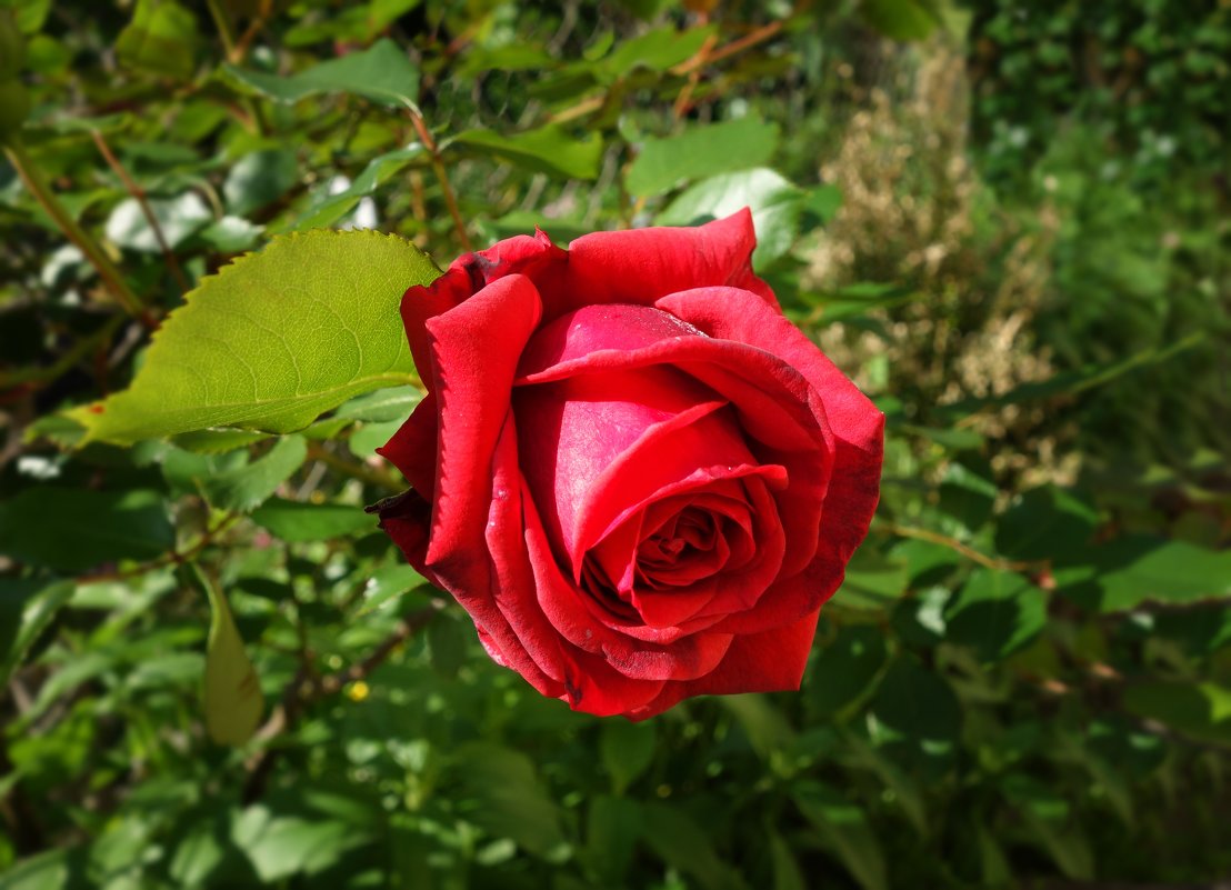 Красная роза - эмблема Любви! - Galina Dzubina