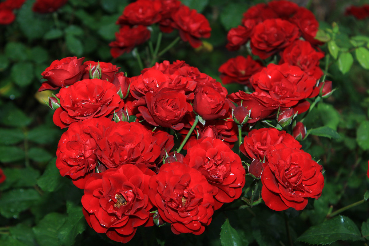 красные розы - Олег Петрушин