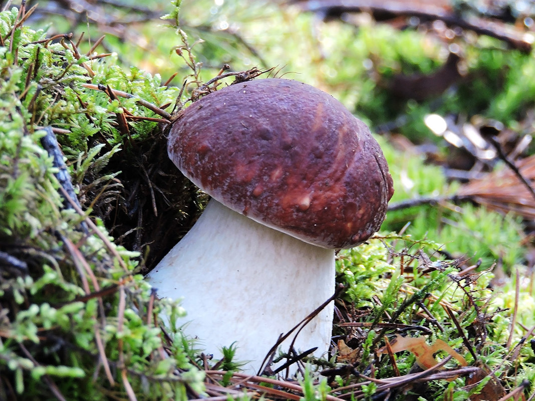 Красавчик белый гриб - OlesiaVS .
