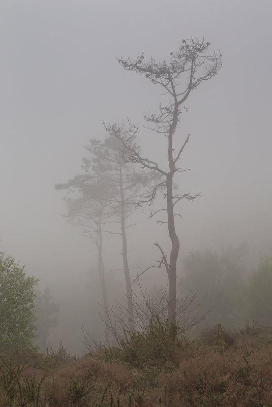 уходящие в туман - Galina 