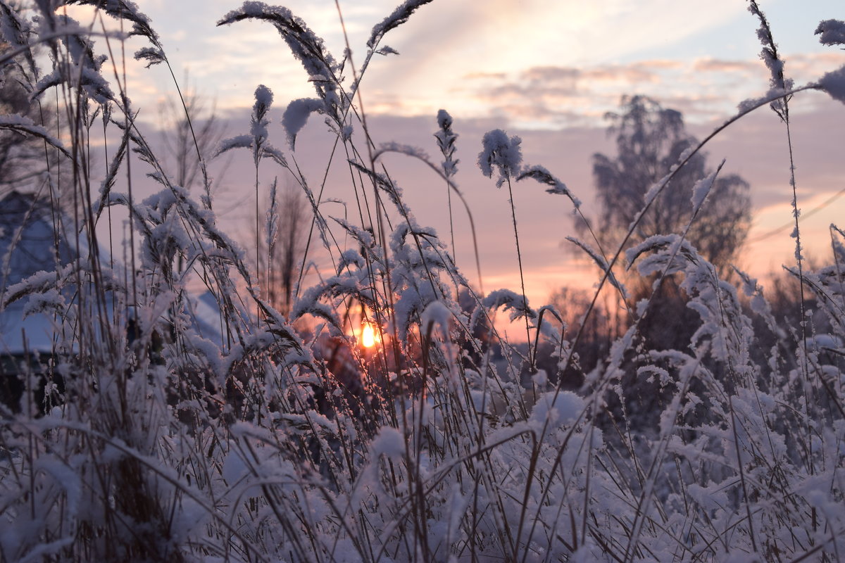 Зимняя природа - Данила Колосов