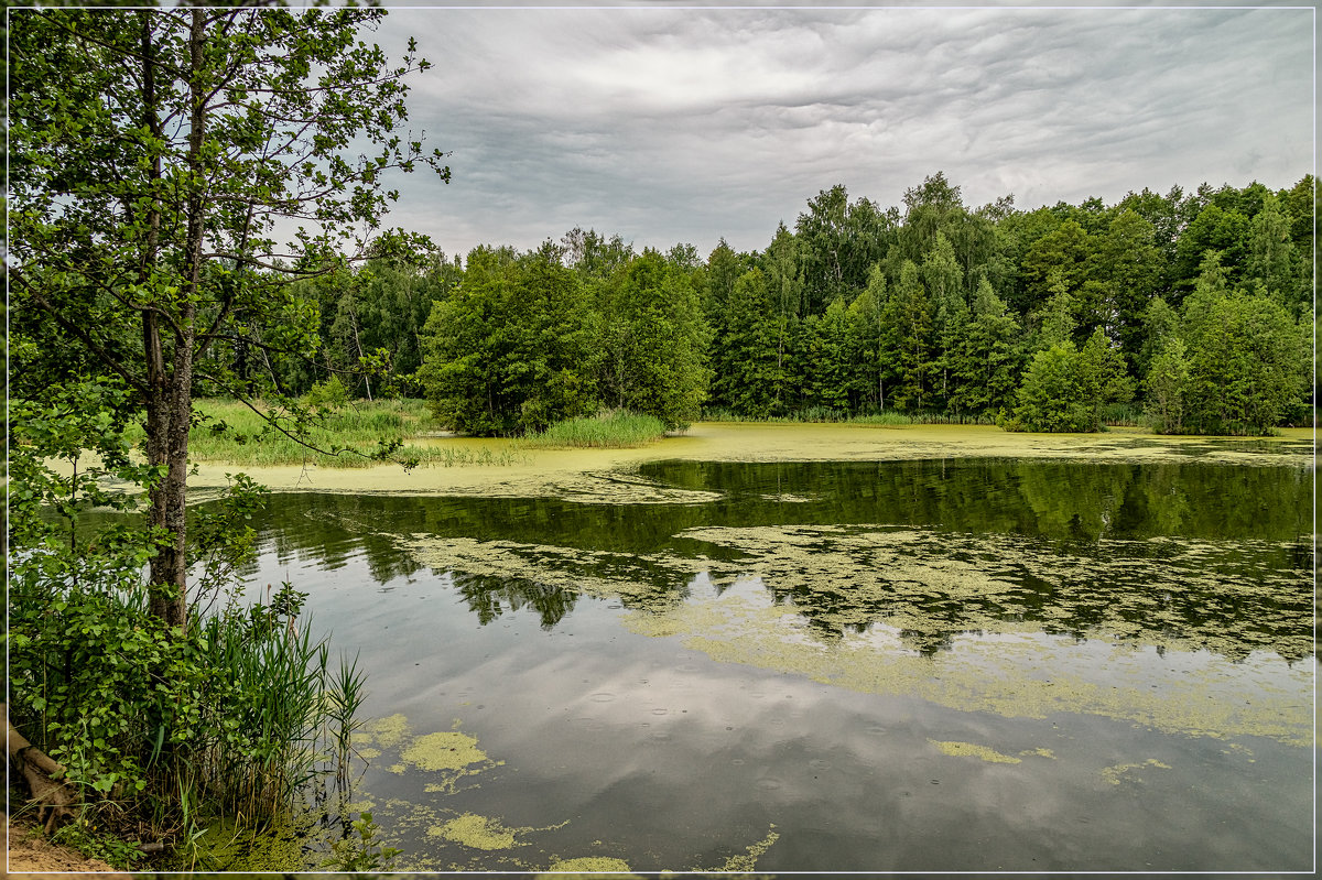Озеро в лесу 2 - Андрей Дворников