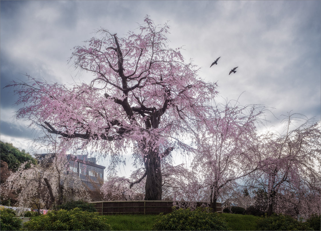 Цветущая сакура в парке Маруяма в Киото - Shapiro Svetlana 