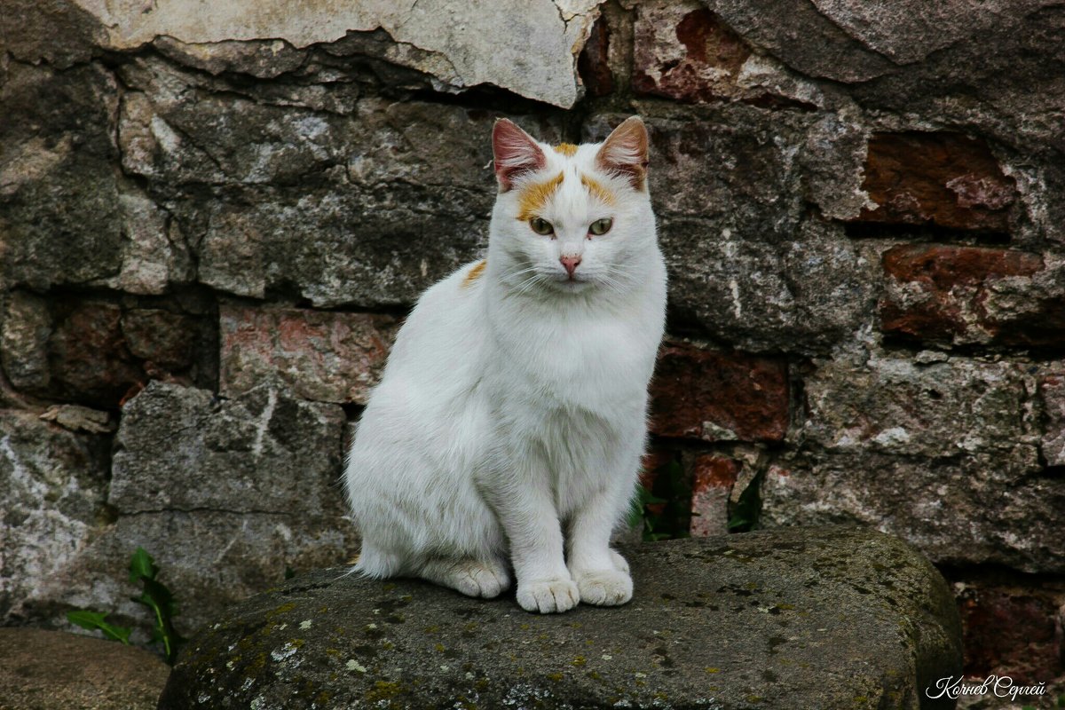 Монастырский кот - Сергей Кочнев