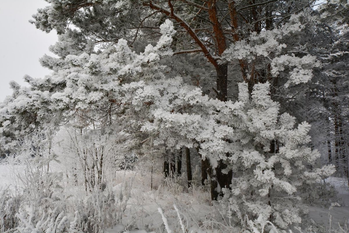 Зимний пейзаж - Андрей Чиченин