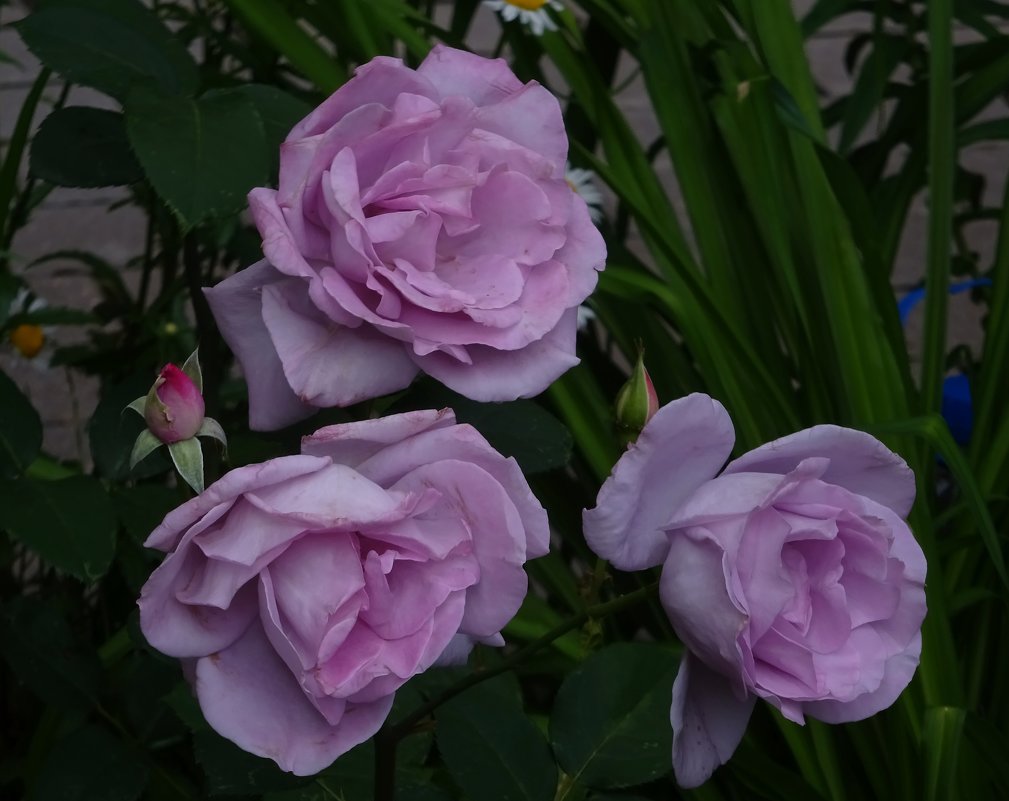 Три розы - Наталья Цыганова 