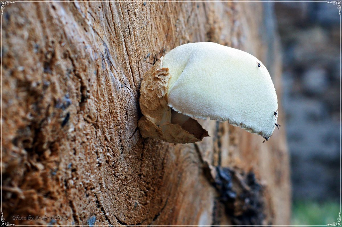 Древесный гриб - Андрей Ананьев 