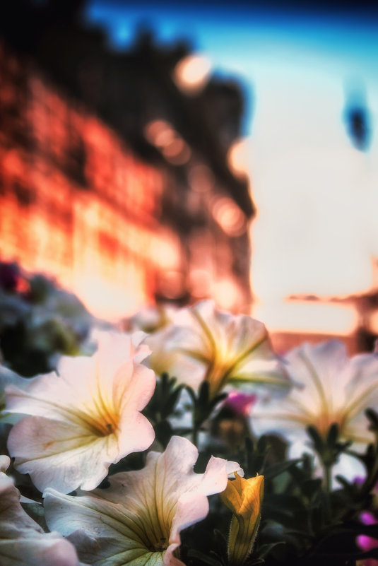 Городские цветы - Игорь Свет