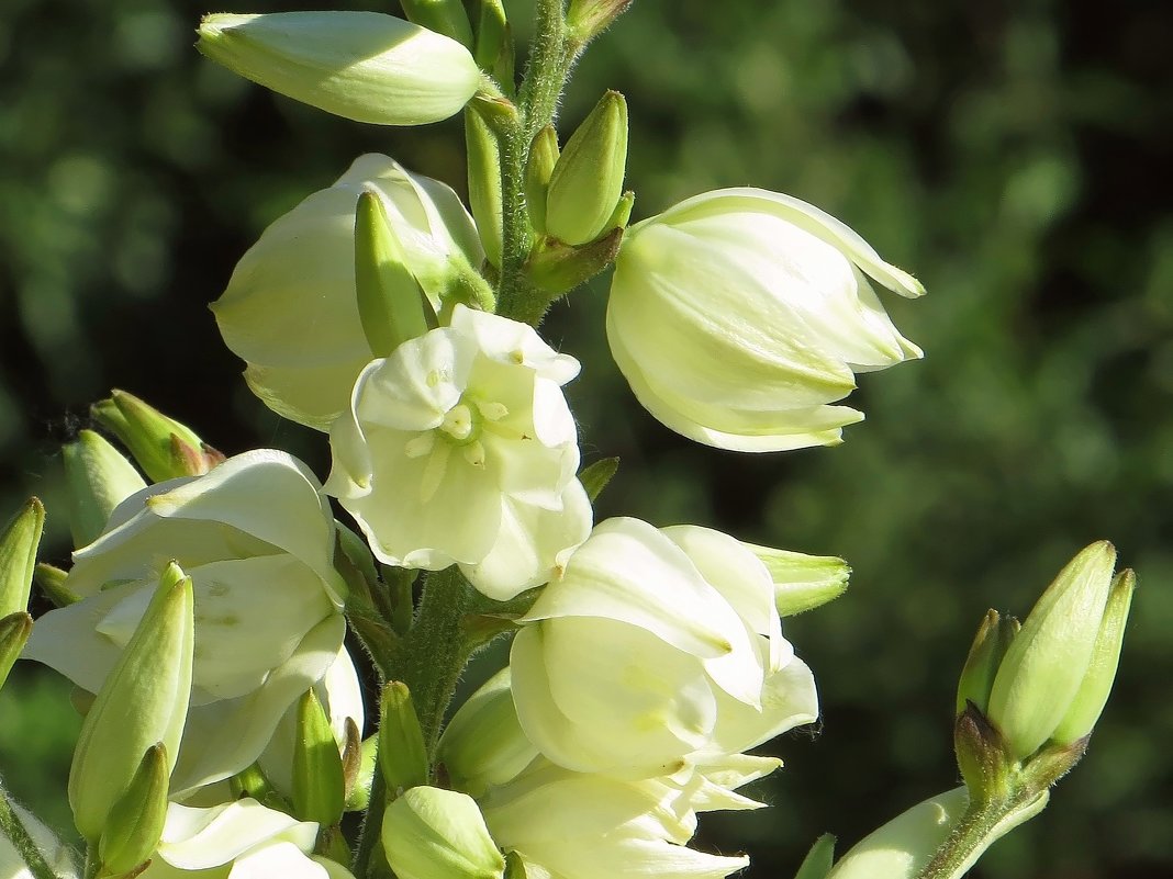 Белые цветки юкки, длиной до 7 см, похожи на повислые колокольчики - Татьяна Смоляниченко