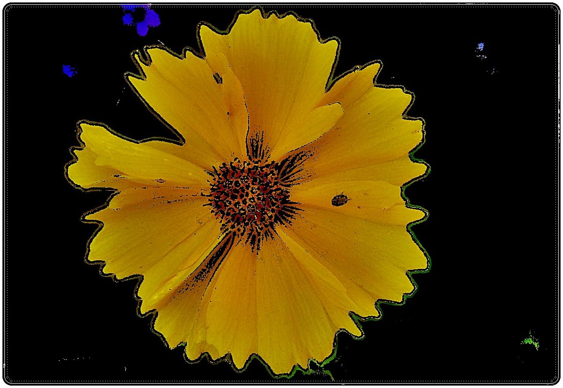 Ах, эти жёлтые цветы... Кореопсис - Нина Корешкова