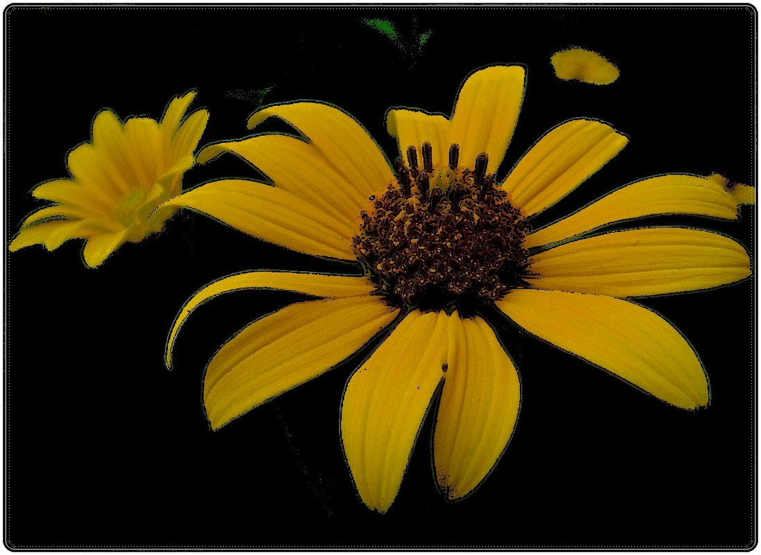 Ах, эти жёлтые цветы... Гелиопсис - Нина Корешкова