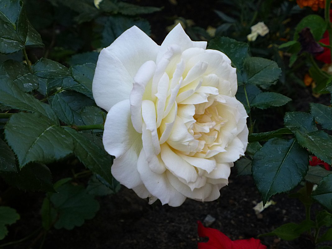Белая роза - Лидия Бусурина