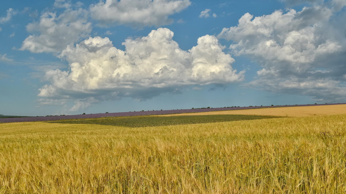 Пшеница, облака, лаванда - Игорь Кузьмин