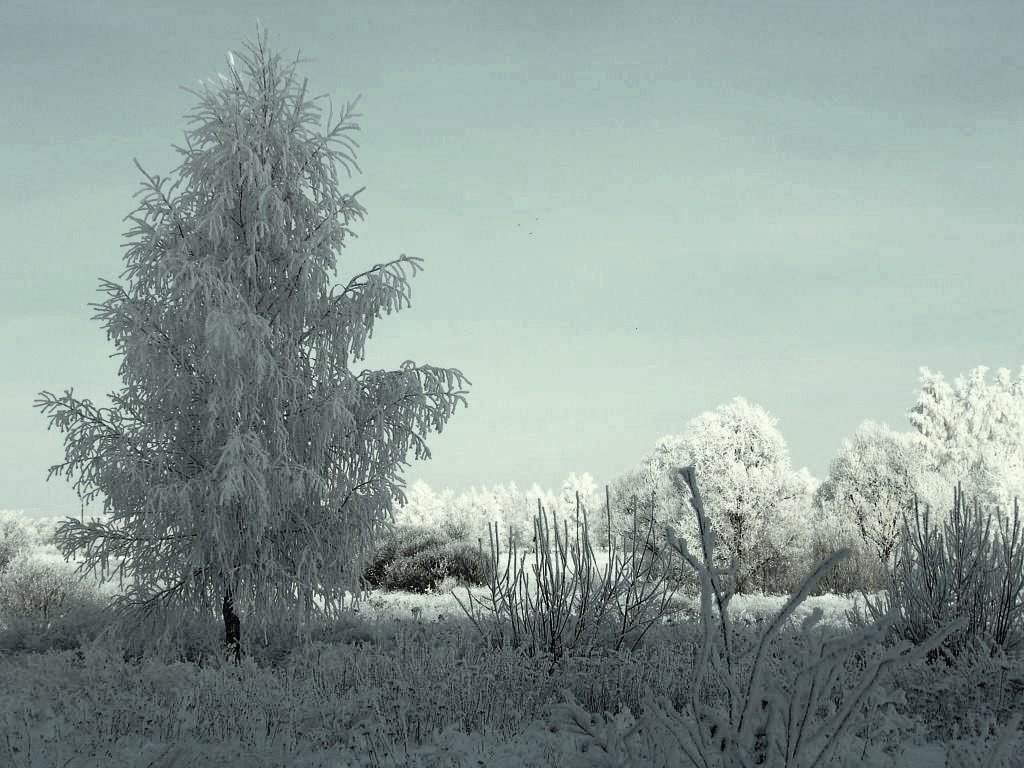 Утро морозное - Елена Минина