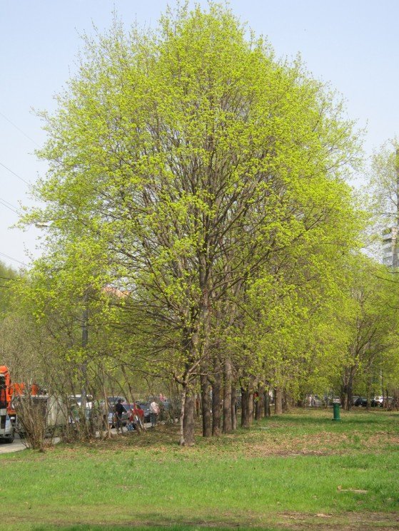 На окраине парка в апреле - Дмитрий Никитин