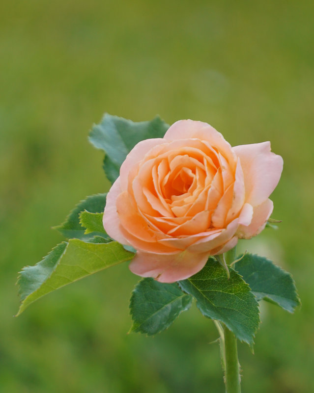 Летняя роза - Ольга 