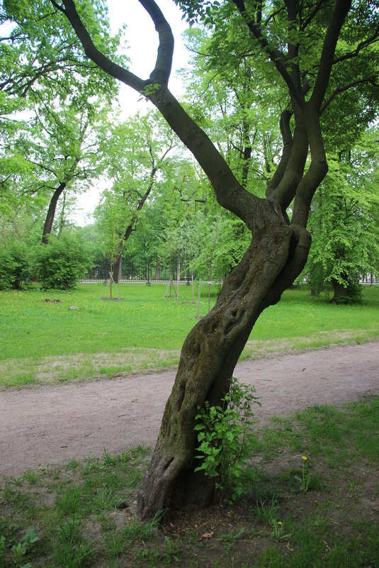 Деревья Екатерингофского парка - Наталья Герасимова