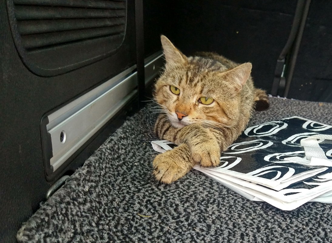 в дождь уличный кот попросился полежать на коврике в багажнике - Алексей Меринов
