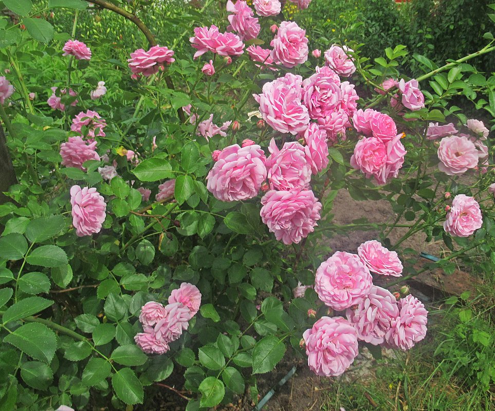 Розовые розы - Лариса 