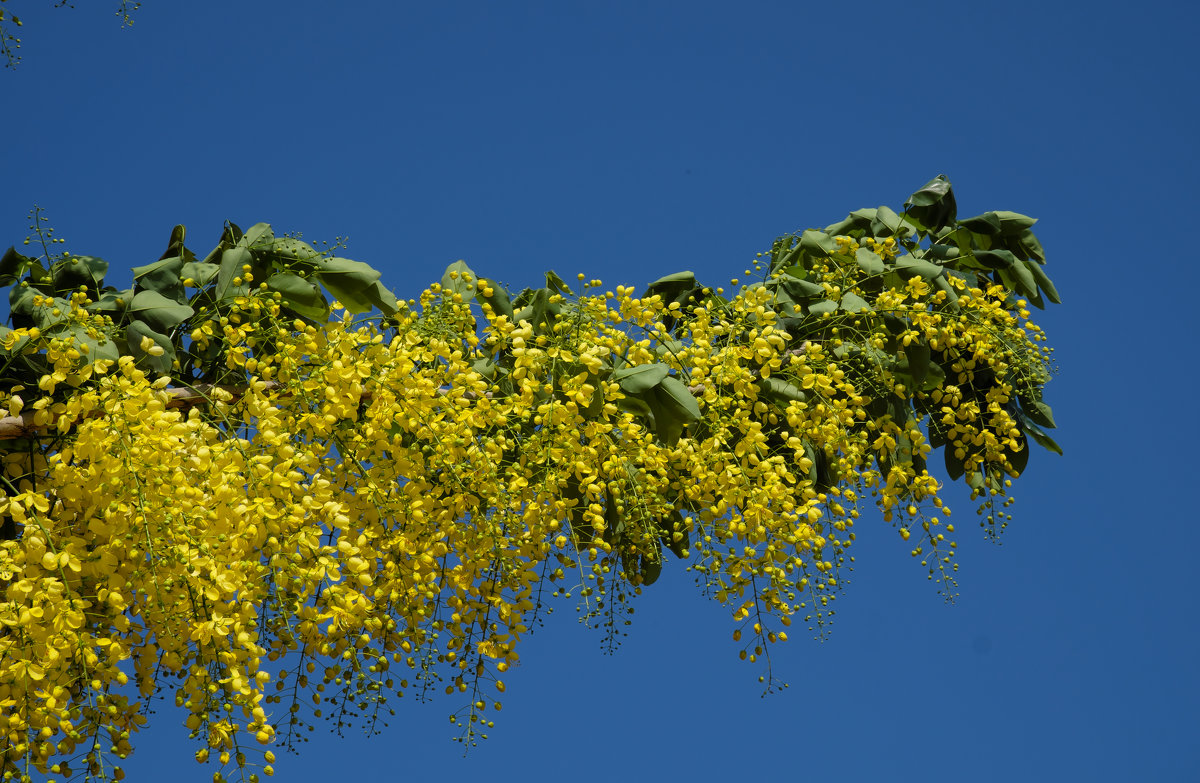 Жёлтые цветочки - Александр Деревяшкин