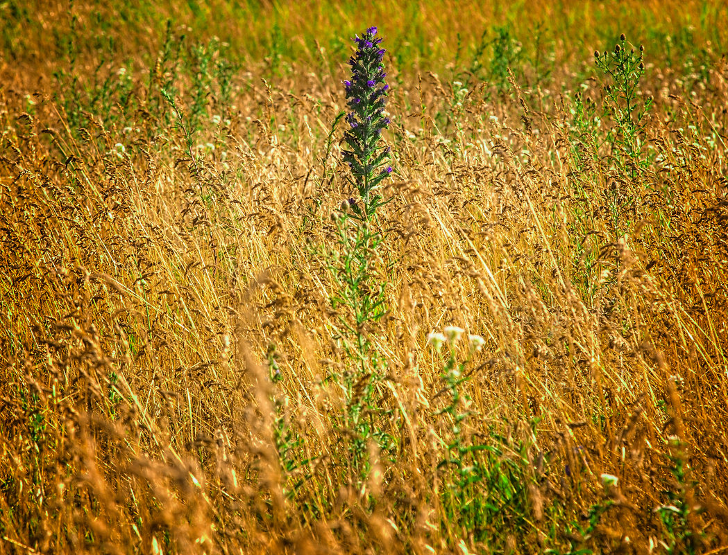 Nature - Марианна Привроцкая www.zadnipryanaya.ru