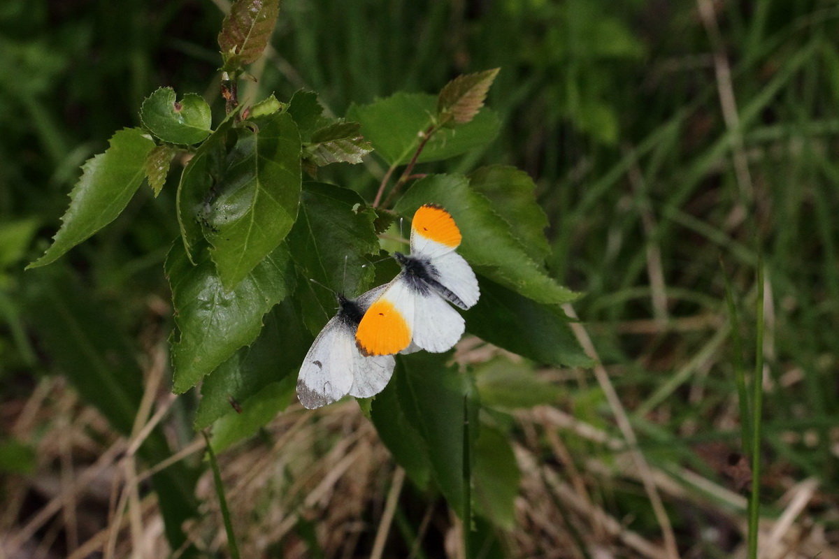 Зорька обыкновенная (Anthocharis cardamines (Linnaeus, 1758)) - Павел Морозов