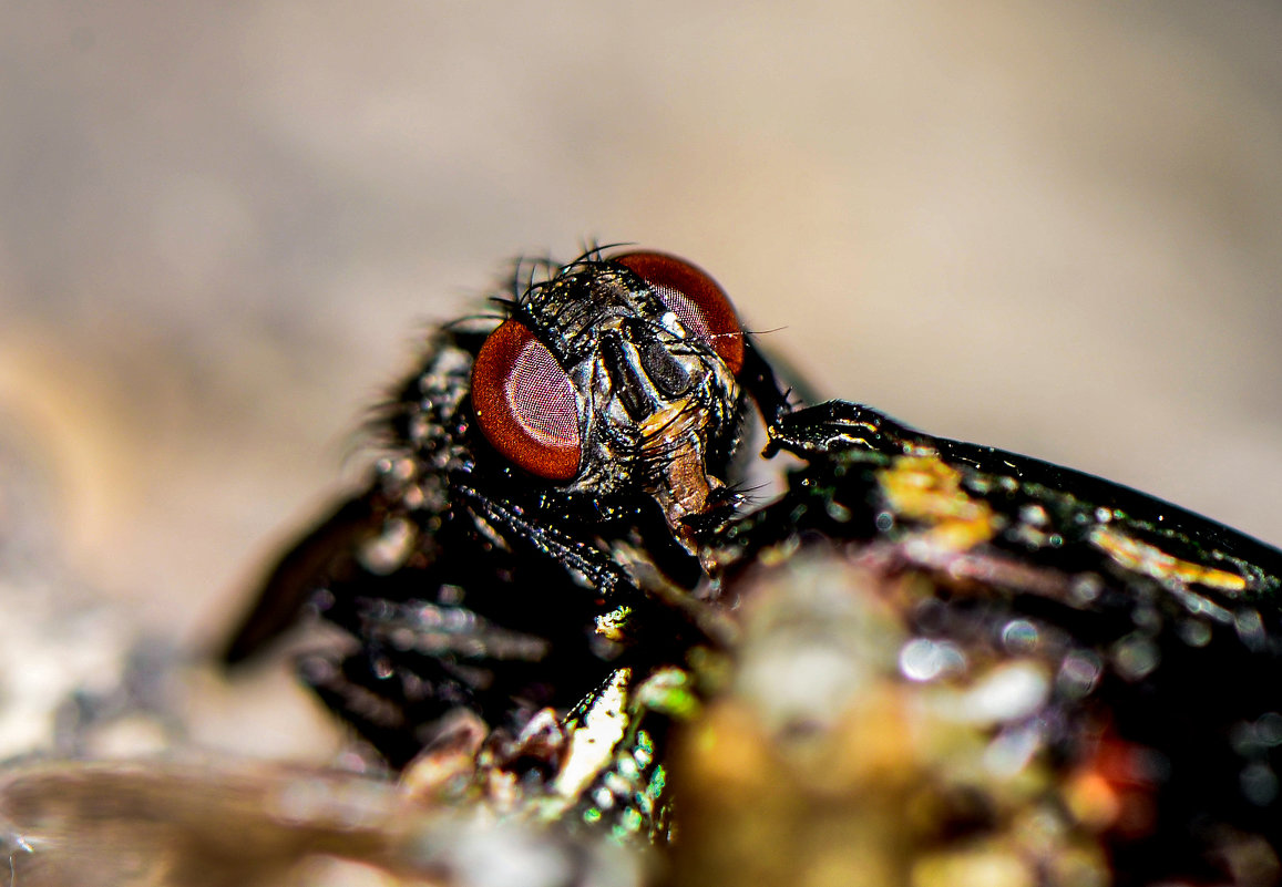 the fly&#39;s eyes - alex graf