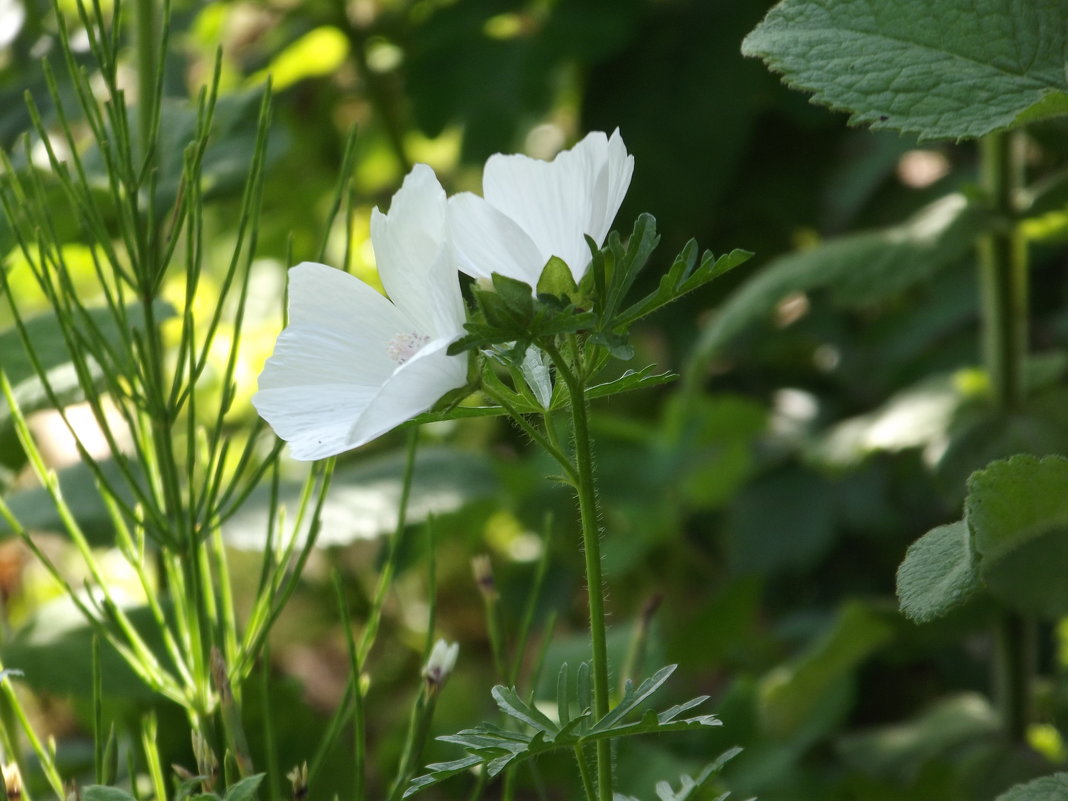 Летний цветок - Анастасия 