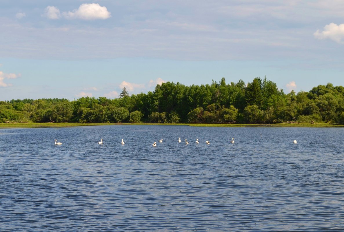 Лебеди на озере - Вера Андреева