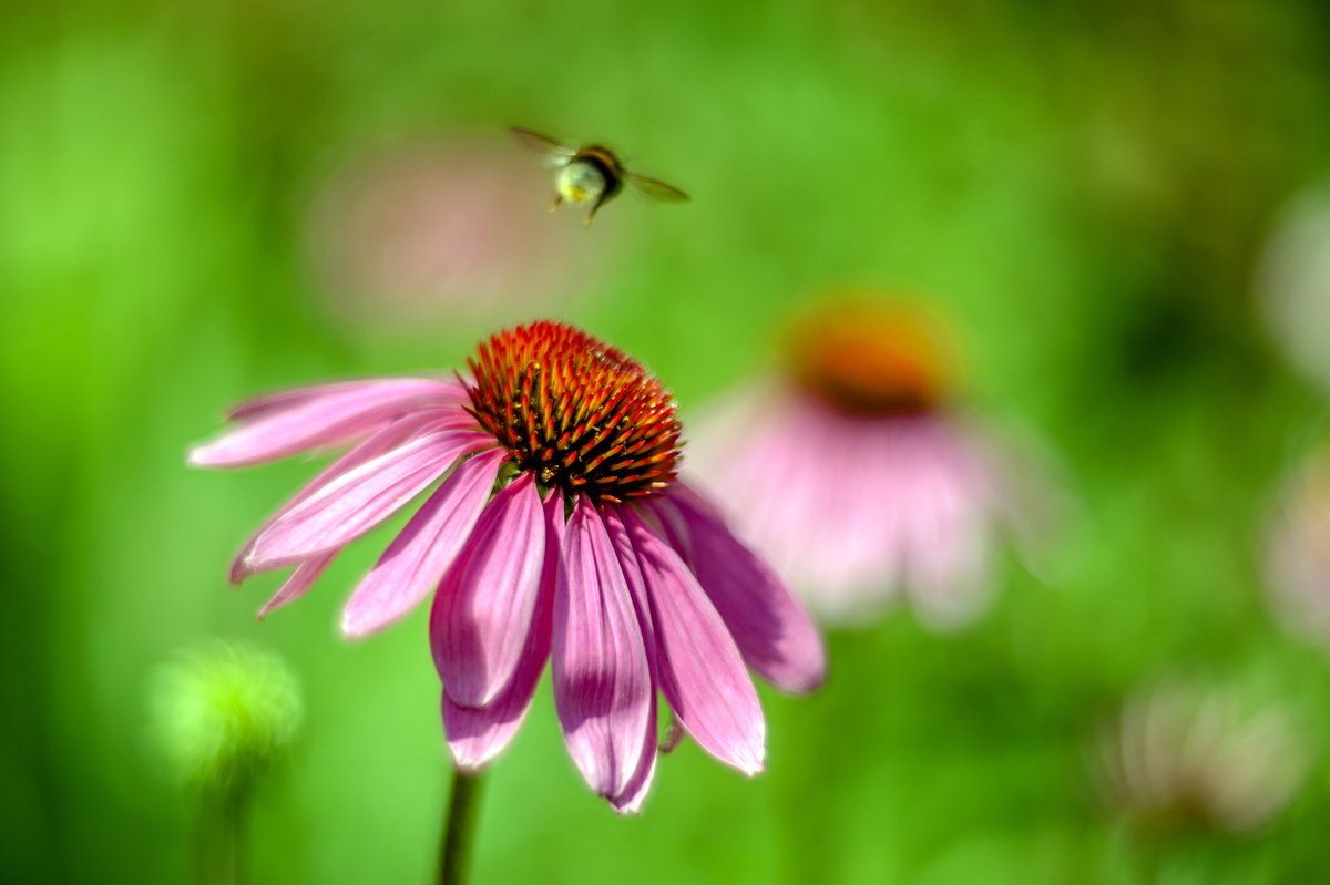 Bumblebee flight - Олег Шендерюк