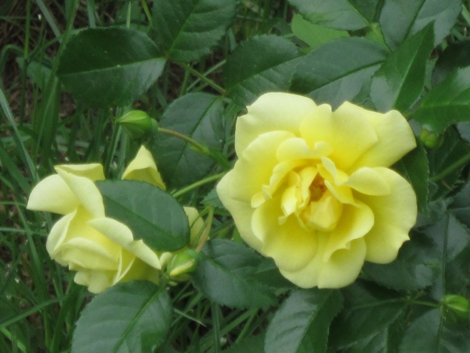 Эти жёлтые розы - Дмитрий Никитин