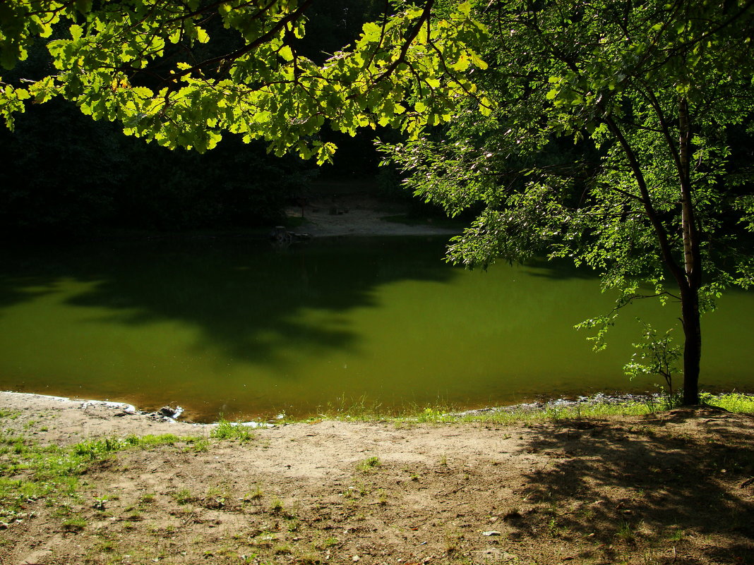 Пруд Красный, хотя вода зеленая - Андрей Лукьянов