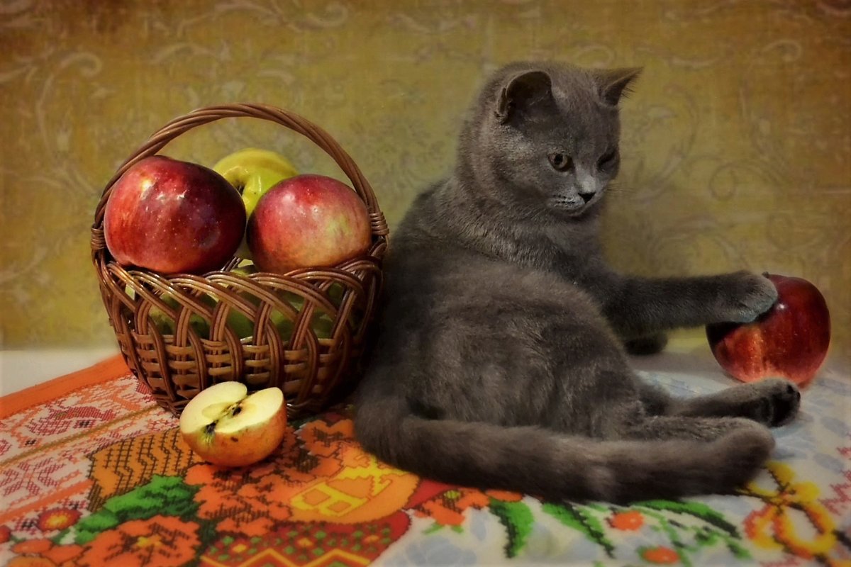 Кот и яблоки - Клара 