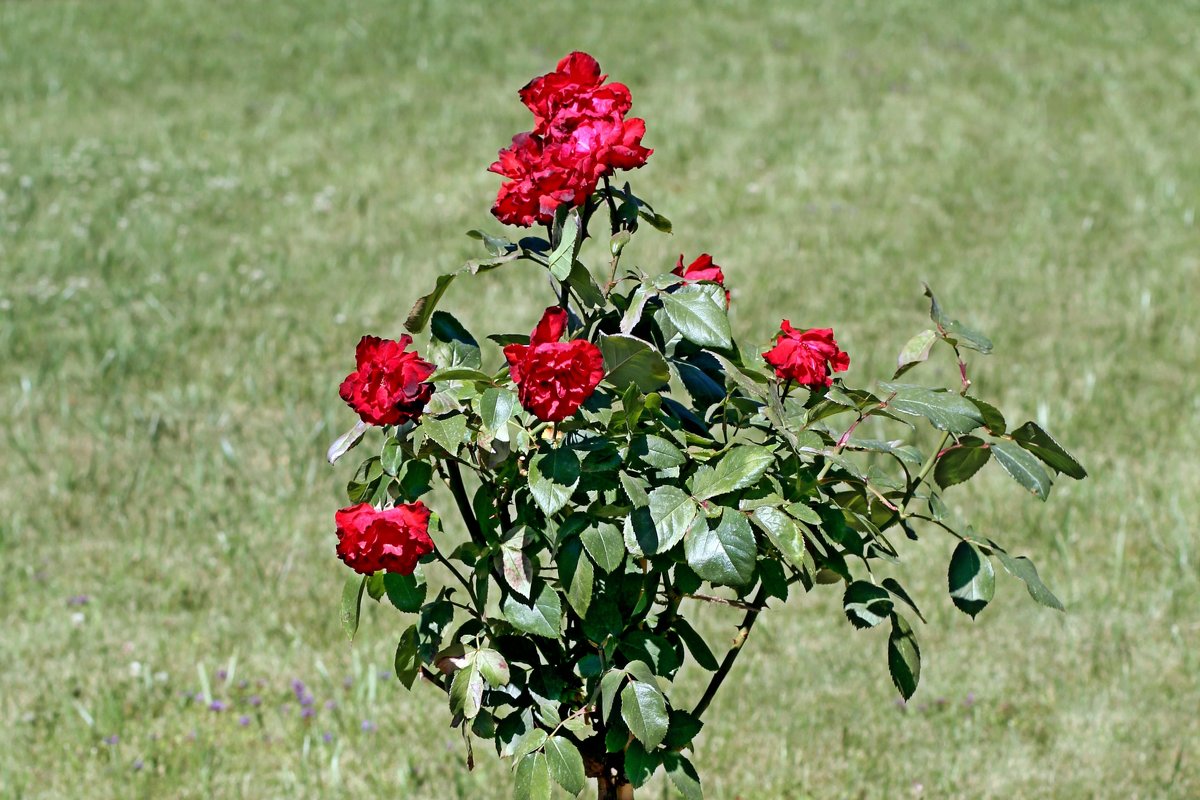 Розы в Екатерининском парке - Сергей 