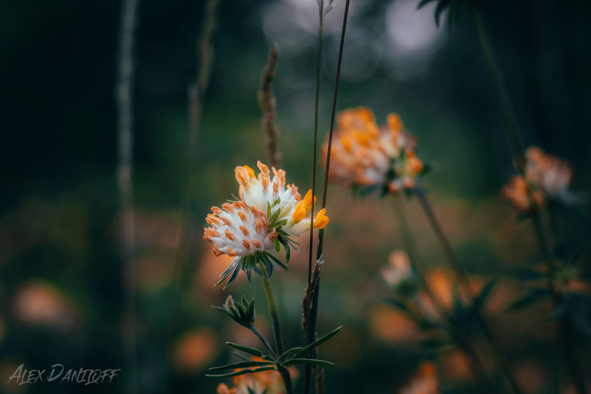 Лесные цветы - Alex Daniloff