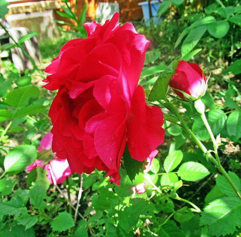 Розы моего сада - Лариса 