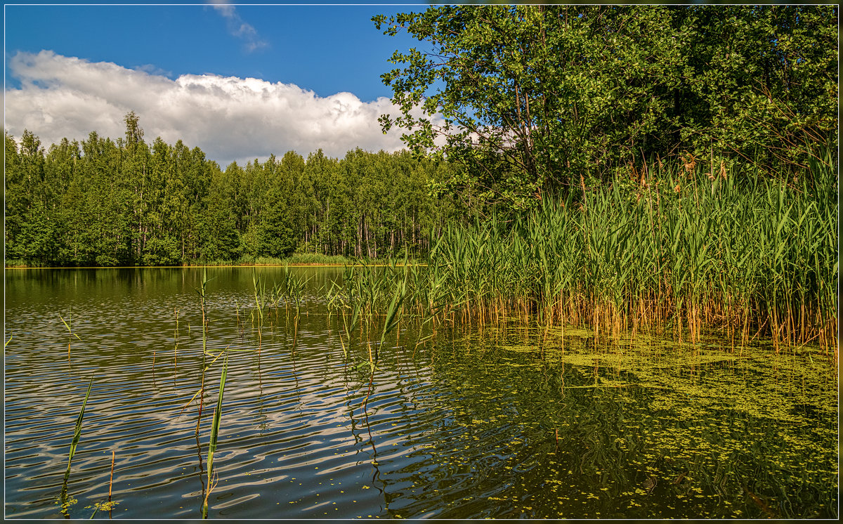 Озеро в лесу 7 - Андрей Дворников