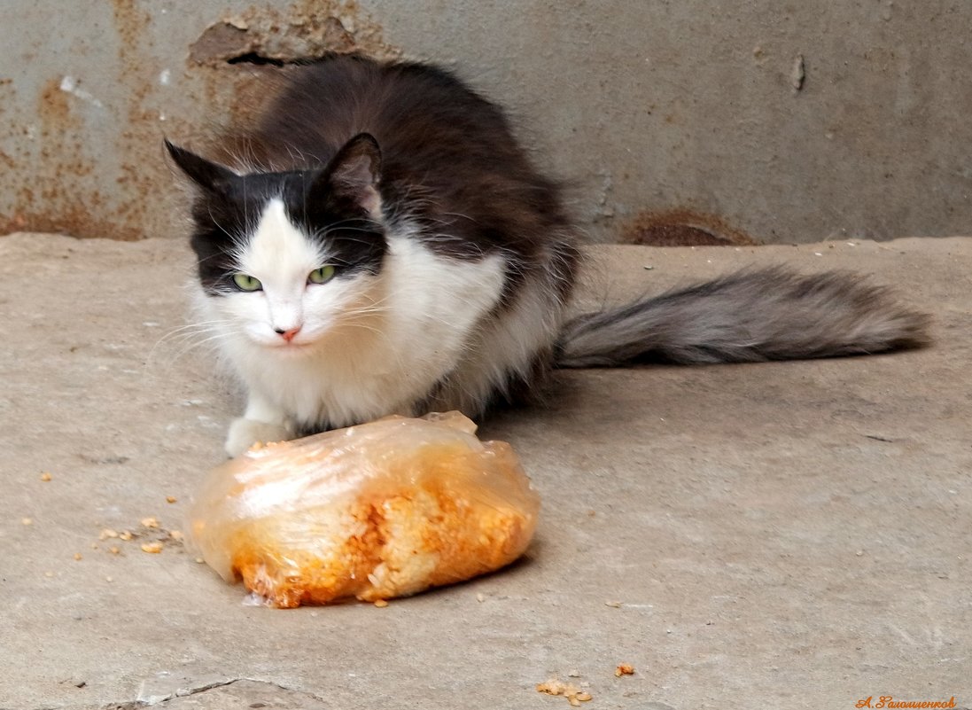 Ну что за люди, не едят коты ваш пересоленный узбекский плов.. - Андрей Заломленков