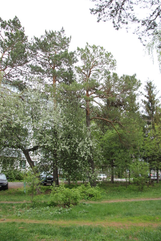 Уголок двора - Олег Афанасьевич Сергеев