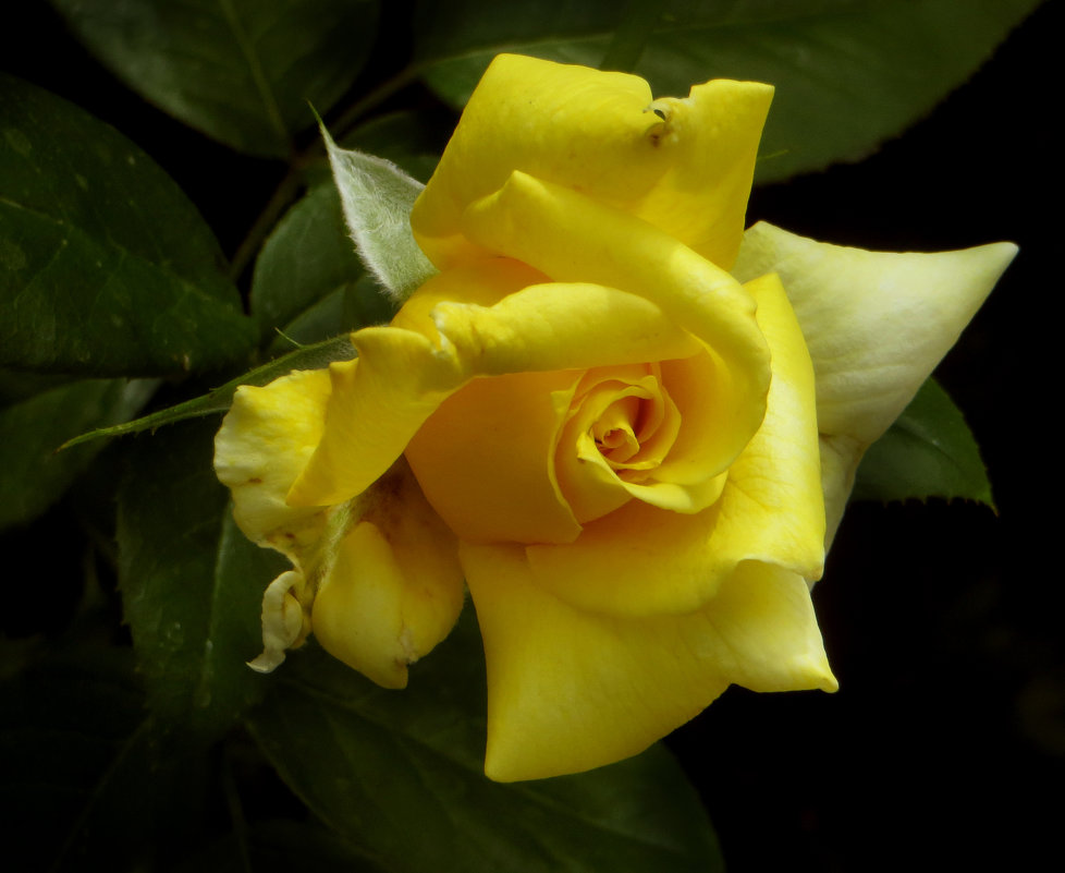 Желтая роза. - Nata 