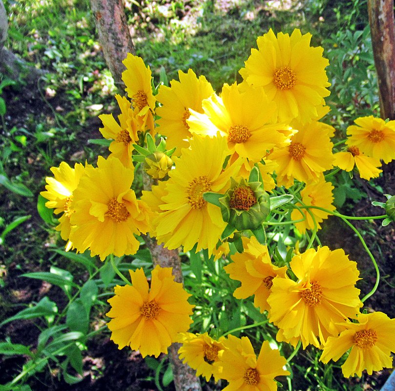 Солнечные цветочки - Лариса 
