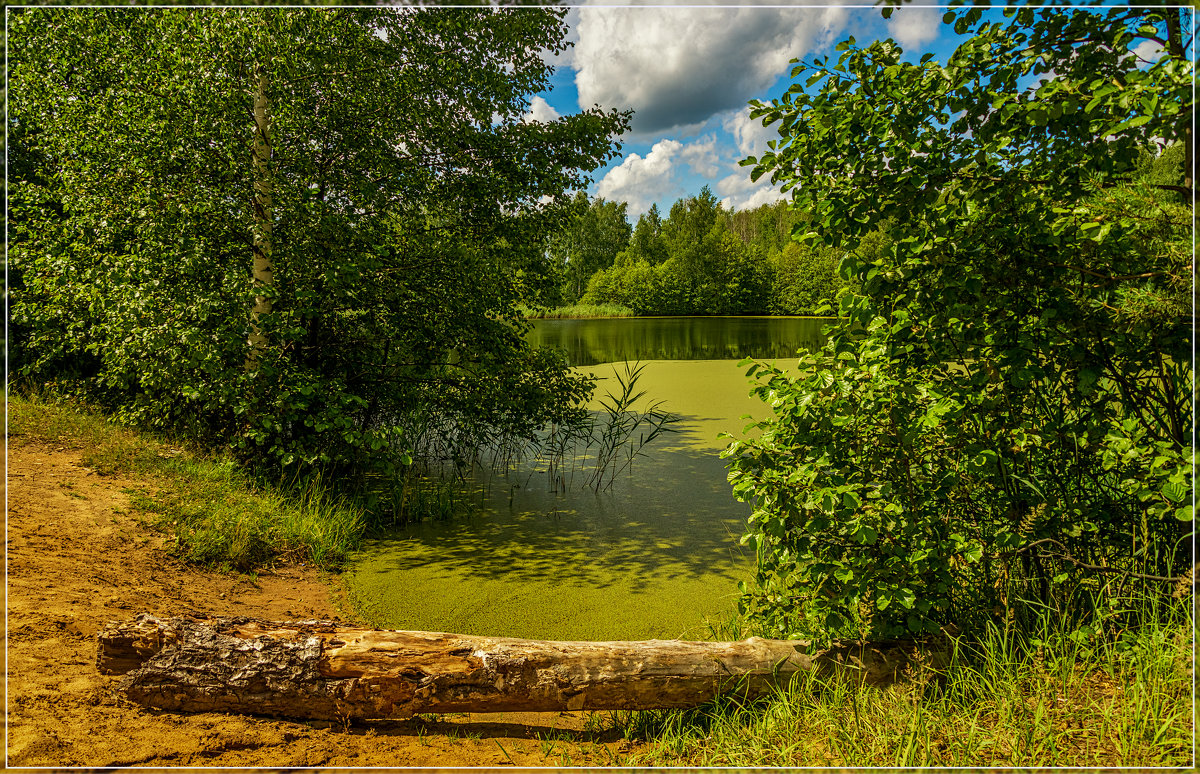 Лесное озеро, июль 2 - Андрей Дворников