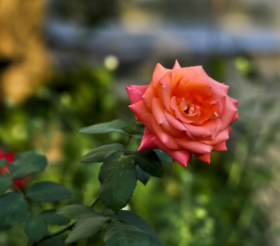 Далёкую розу прекрасной и колючей красоткой я назову ... - Ольга Винницкая (Olenka)