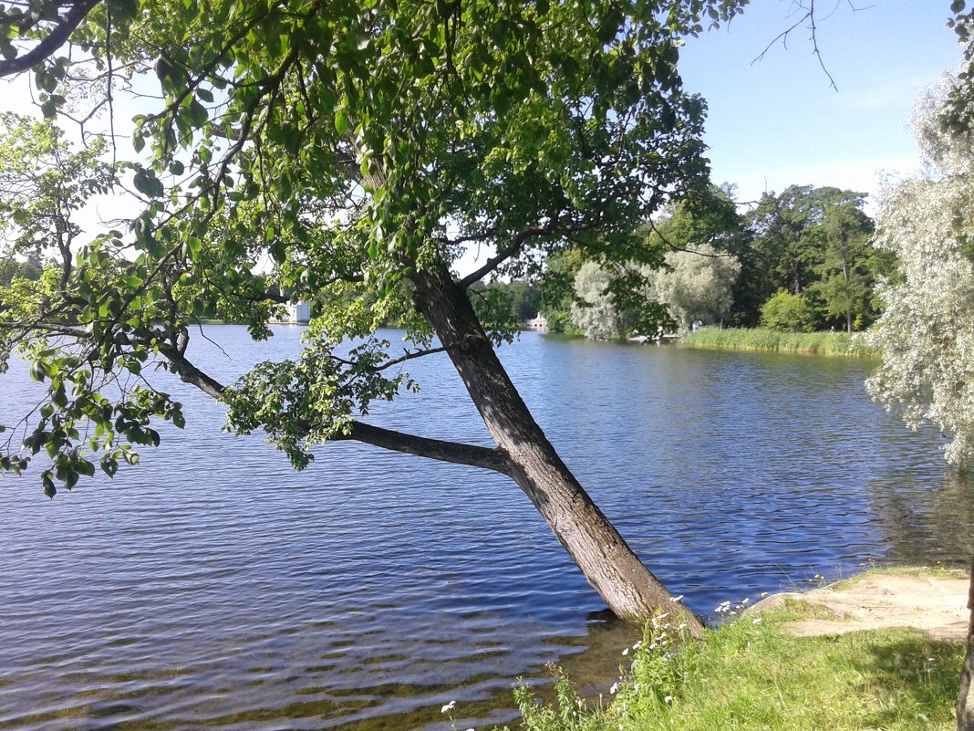 дерево - Наталья 