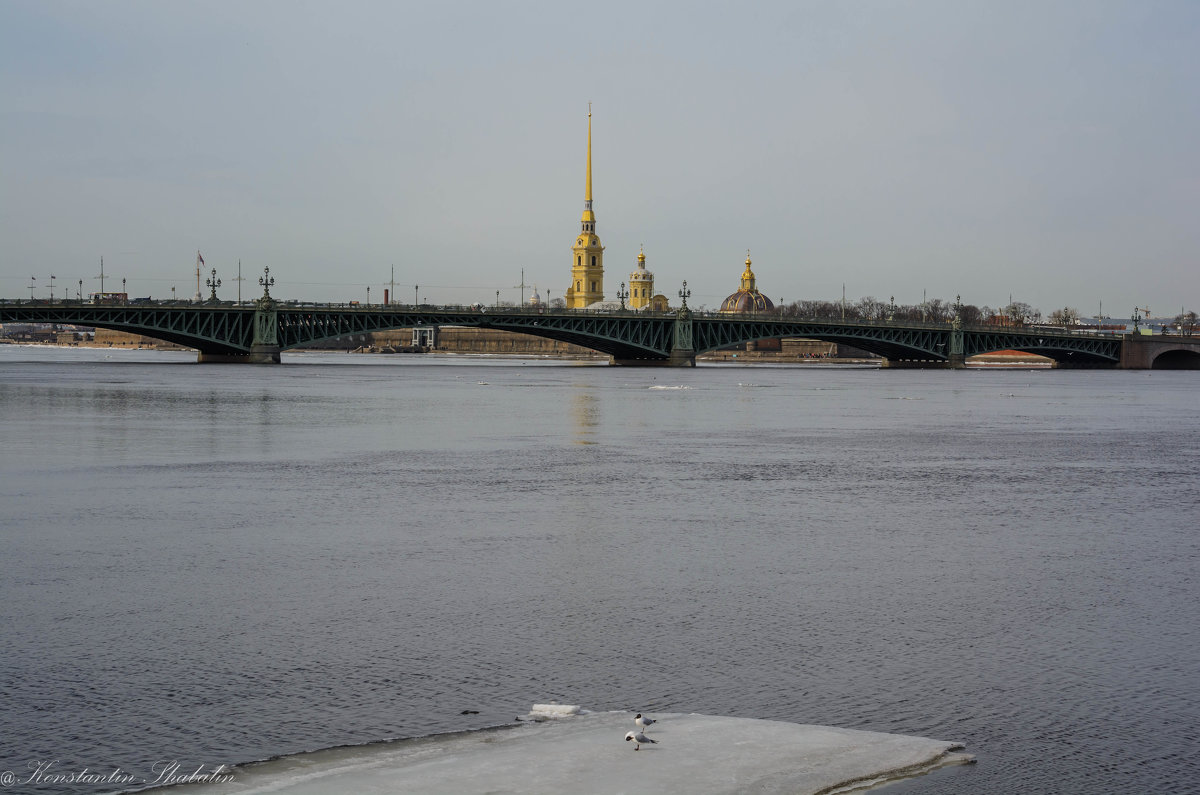Троицкий мост, чайки на льду - Константин Шабалин