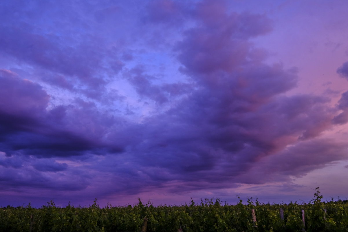 розово-синий закат над виноградниками - Георгий А