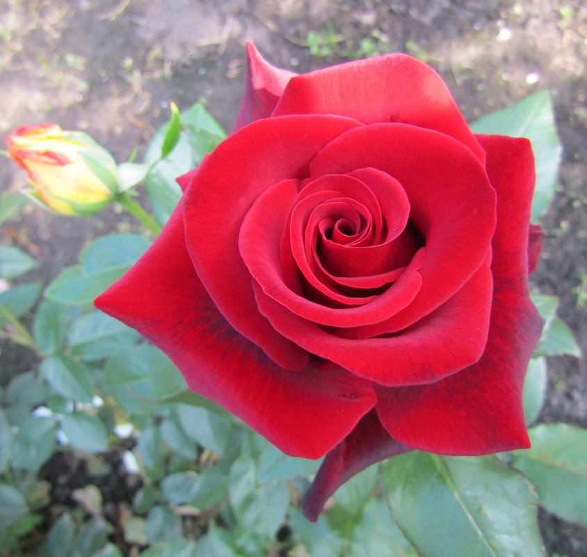 "Роза – символ совершенства" - Galaelina ***
