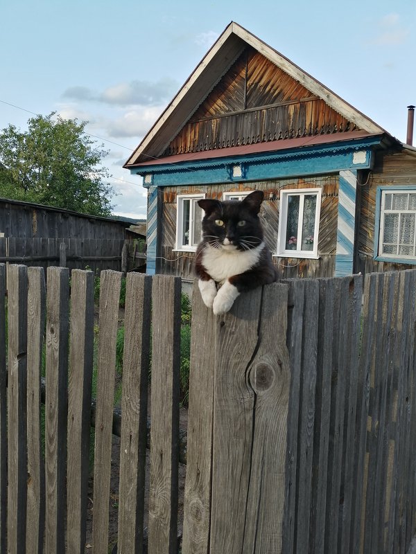 Жил был кот в деревне - Оксана Романова