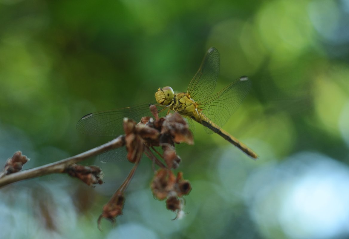 Dragonfly - Александр Довгий